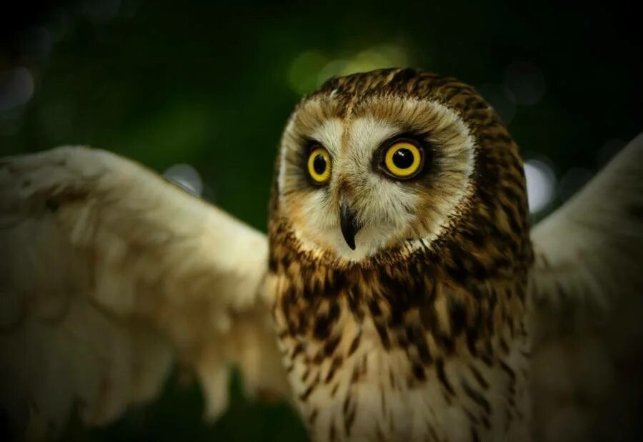 Филин ночью. Рысь фотоловушка. Пятнистая гиена. Хищный ночной. Хищник ночью.