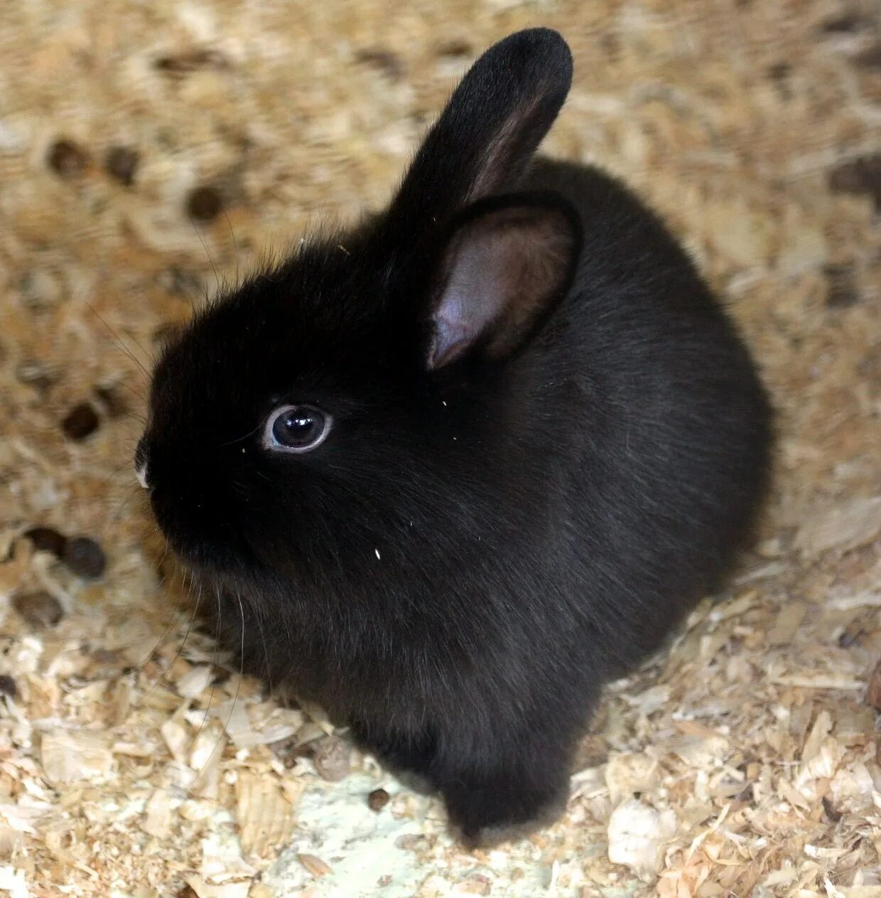 Черный кролик на английском. Блэк Банни. Новозеландский кролик черный. Черный кролик. Карликовый кролик черный.