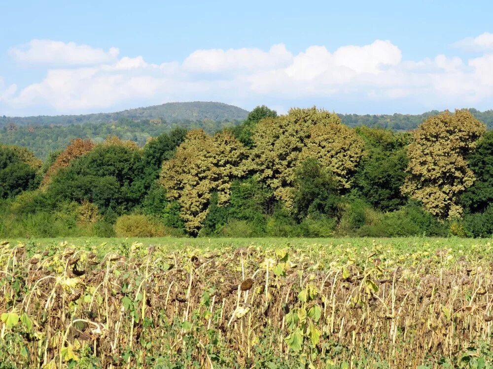 кубань поля рисовые чеки. горы псебай краснодарский край. краснодар, ст-ца старокорсунская. ставропольские поляны северский район. церковь николая чудотворца (адербиевка).