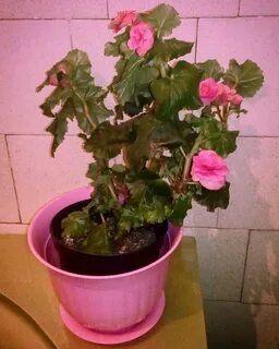 Как посадить домашнюю бегонию в горшок