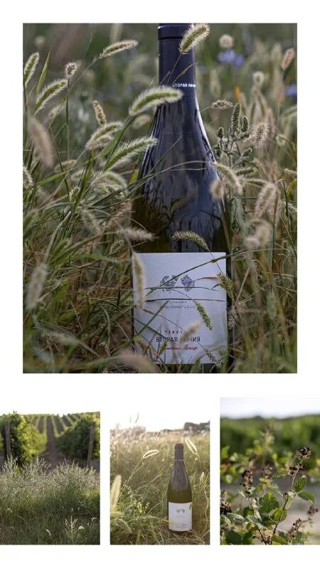 усадьба дивноморское мускат оттонель. усадьба дивноморское вино. краснодарское вино. вино солнечный ветер дивноморское. вино солнечный ветер дивноморское.