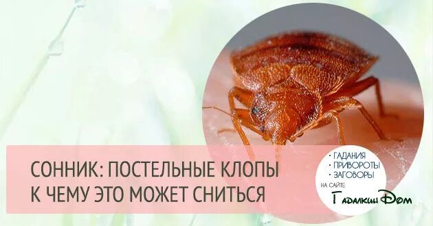 К чему снится много клопов