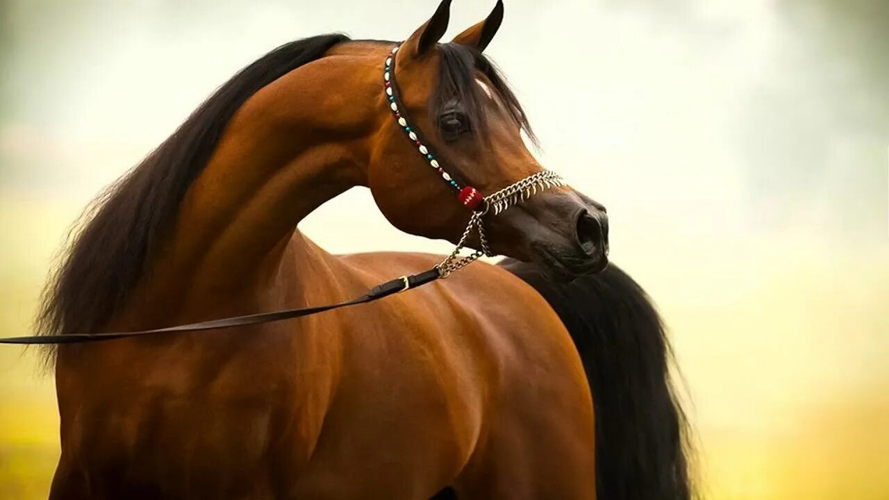 У чистокровной верховой лошади шея тонкая длинная. Арабская лошадь гнедая. Лошади арабские скакуны. Арабская чистокровная лошадь. Конь арабский скакун.