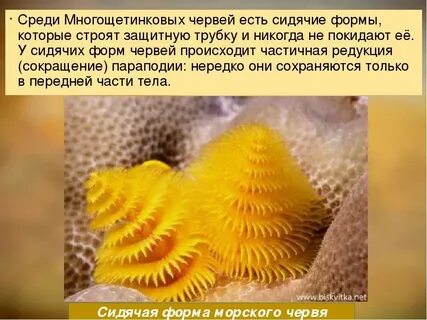 Форма червей