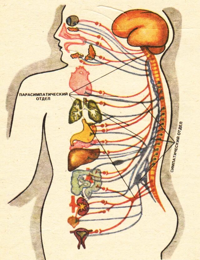 Нервный узел где. Ганглий это в анатомии. Нервные узлы. Нервные ганглии. Нервы и нервные узлы.