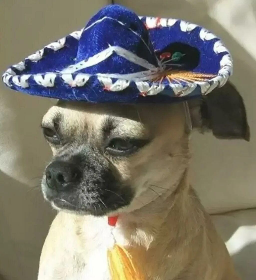 Пес шляпа. Мексиканская Панама Сомбреро. Собака в шляпе. Шляпки для собак. Панамка для собаки.