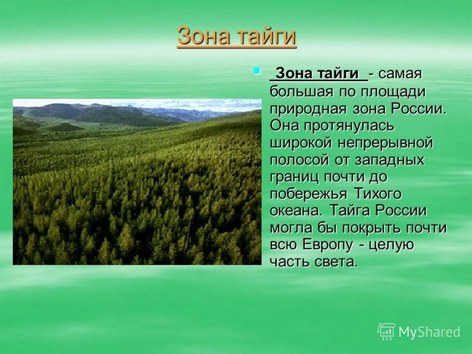 Тайга расположена севернее тундры. Описание зоны тайги. тайга природная зона 4 класс. доклад о тайге. что такое тайга кратко.