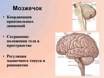Мозжечок у плода