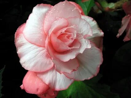 Бегония rose