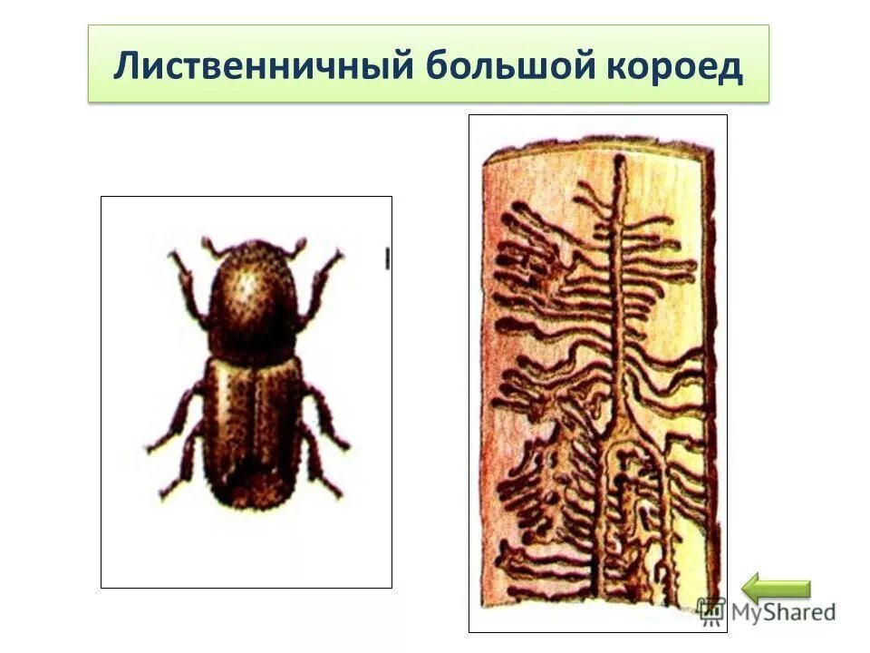 Личинка жука короеда ротовой аппарат. Жук короед Сосновый. Жук еловый короед. Ходы жука короеда рисунок. Короед биология Жук типограф.