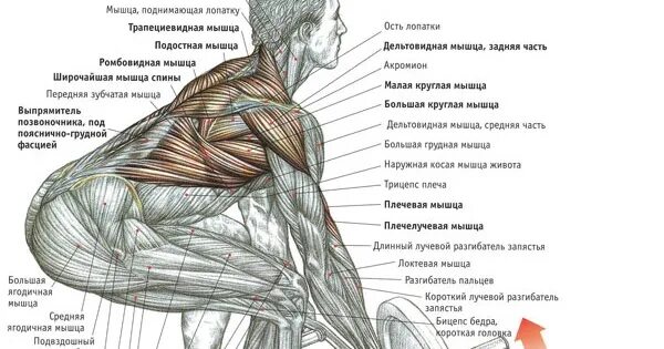 Мышца поднимающая лопатку мышца напрягающая широкую фасцию. Мышцы спины подостная мышца. подостная мышца спины упражнения. тренировка подостной мышцы спины. упражнения на лопаточные мышцы.