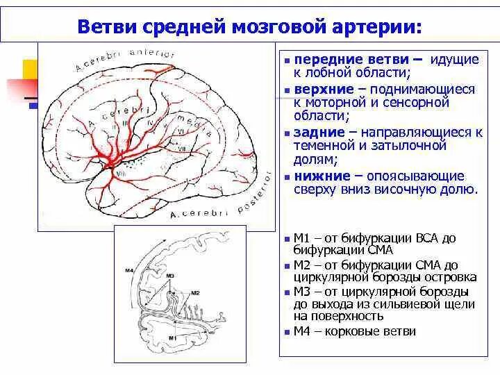 Топография средней мозговой артерии. М1 м2 ветви средней мозговой артерии. Сегменты средней мозговой артерии. Сегменты передней мозговой артерии на кт.