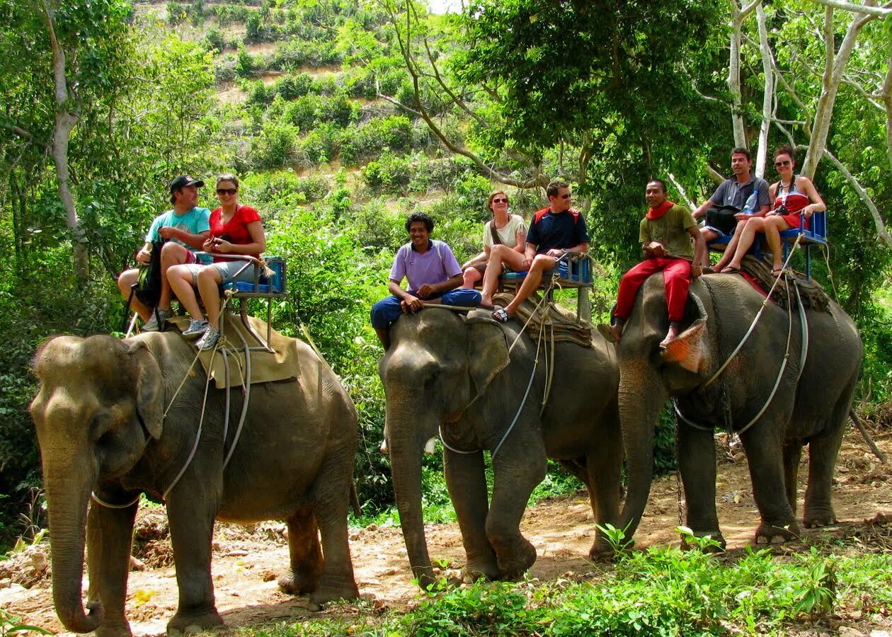 Джунгли Самуи. Самуи и слон. Сафари парк Самуи. Тайланд экскурсия на слонах.