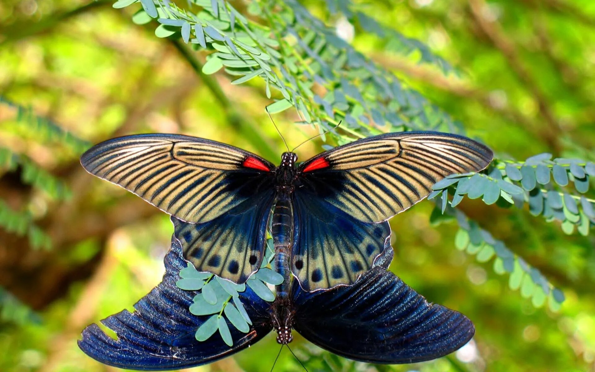 Pinned by sherry decker Beautiful butterflies, Butterfly chrysalis, Insects