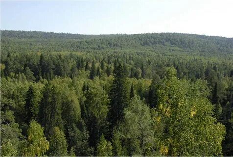 Хвойные леса урала