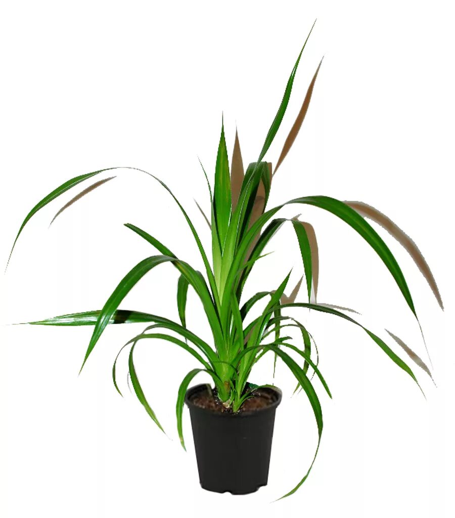 Комнатное растение панданус. Панданус вейча. пальма винтовая панданус вейча. цветок пальма панданус. панданус вейча цветок.