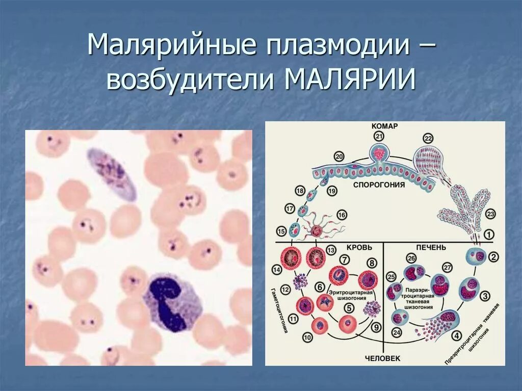 Малярия клетки. Малярийный плазмодий микробиология. Малярийный плазмодий строение. Малярийный плазмодий возбудитель малярии. Возбудитель малярии плазмодий.