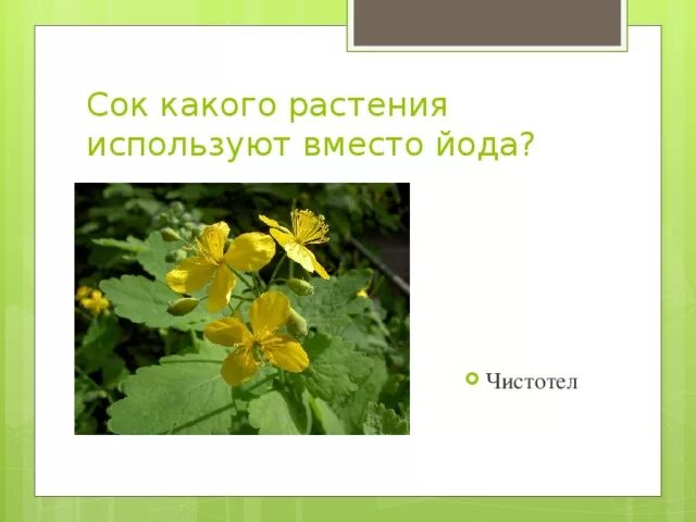 Вместо йода. Растение вместо йода. Сок растения вместо йода. Цветок с йодом название.