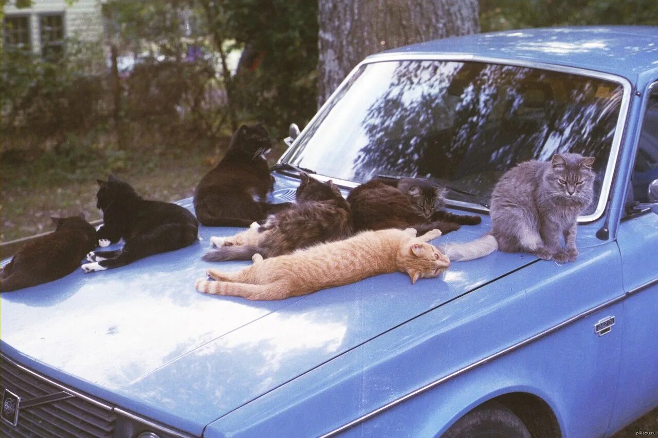 Black cat car