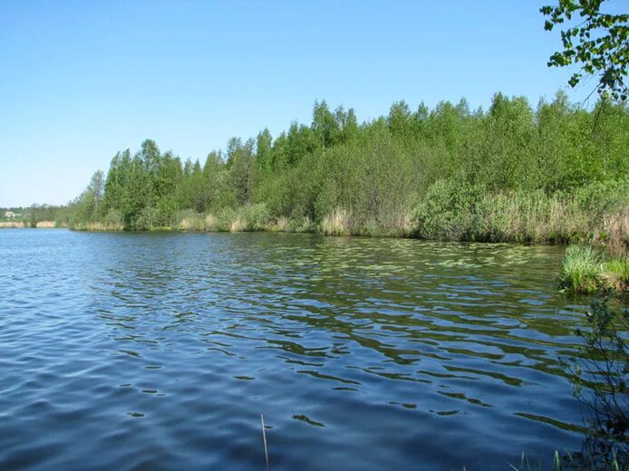 Погода в дмитровском районе в озерецком. Озеро Озерецкое. Озеро Озерецкое Рошаль. Озеро Озерецкое Сергиево-Посадского. Озеро в Озерецком Сергиево Посадский район.