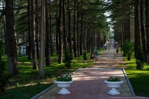 Абхазия аллея