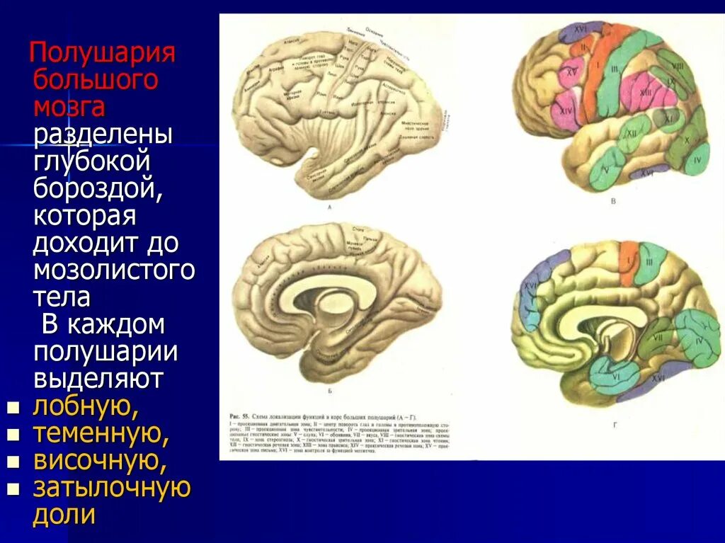 Борозда мозолистого тела. В каждом полушарии большого мозга выделяют. Функции коры конечного мозга. В каждом полушарии долей