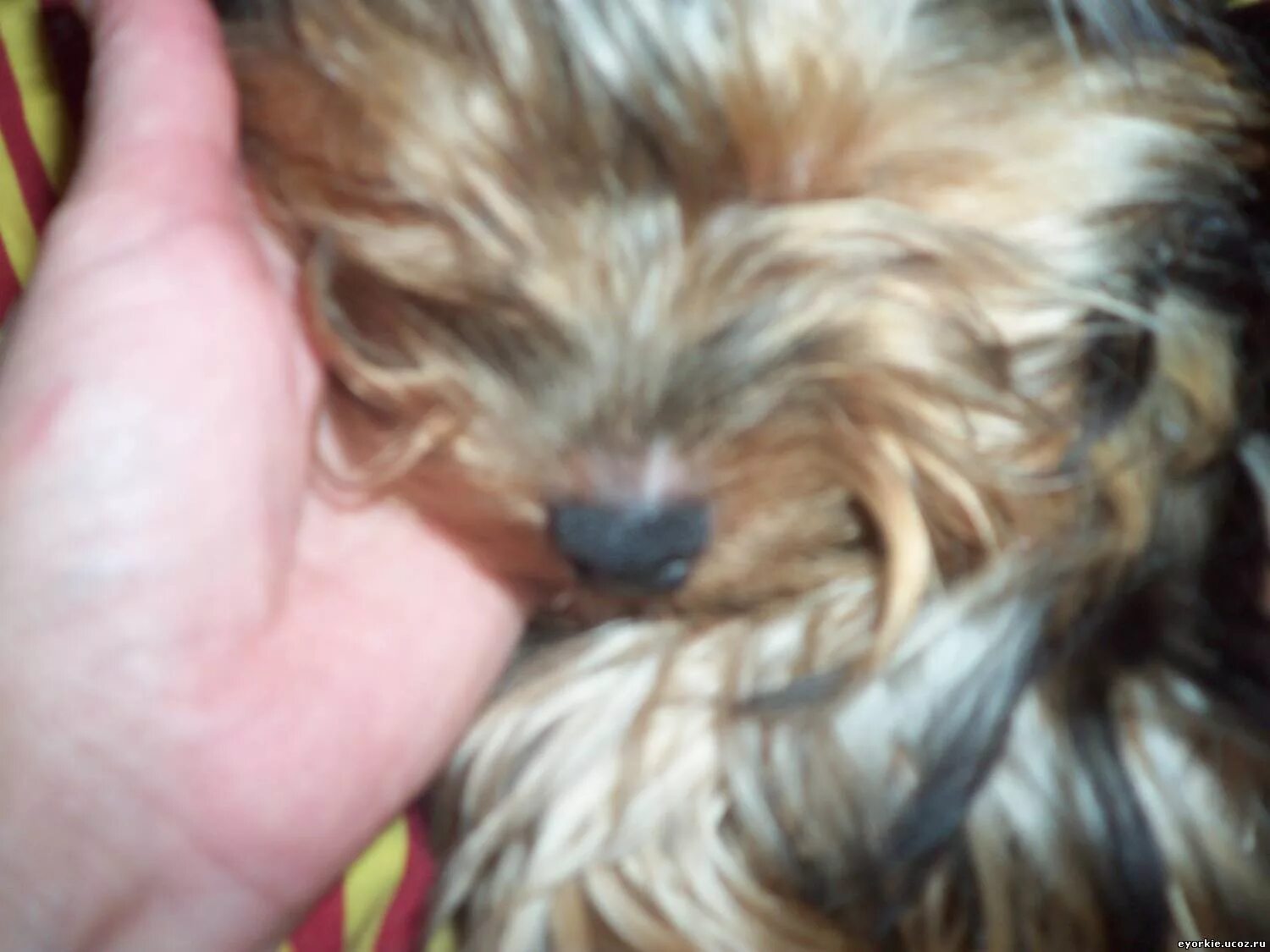 йоркширский терьер нос