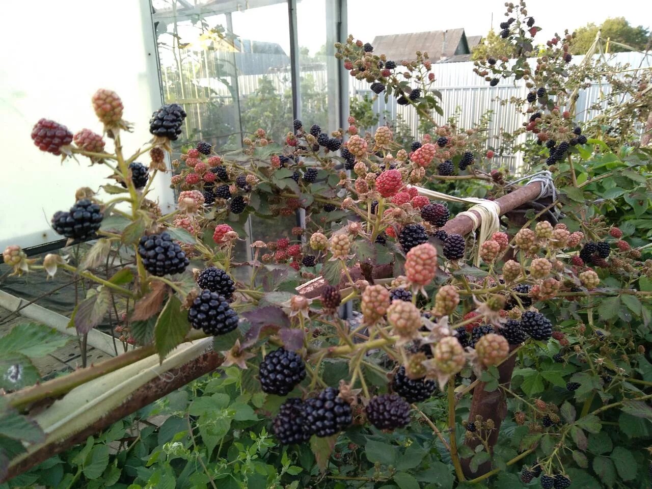 Ежевика в саду Plants, Garden
