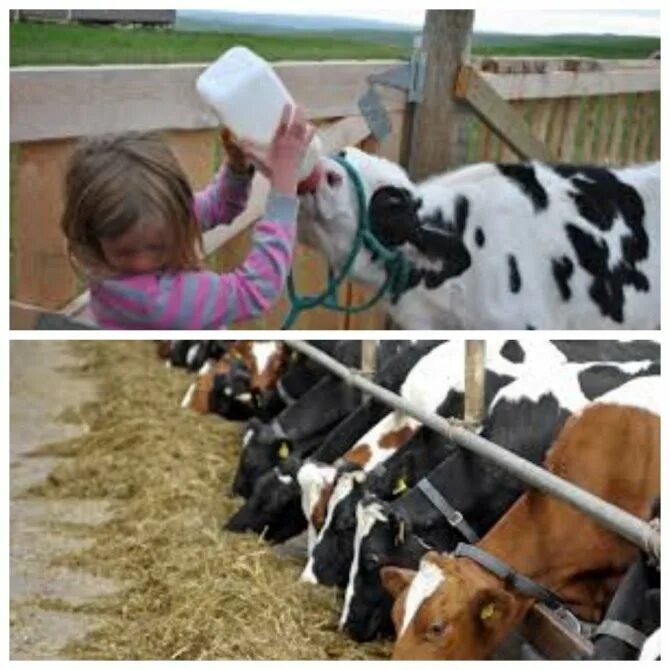 Удой коровы в год. Молочность коров. Удойность коров. Накорми корову. Удой коровы в домашних.