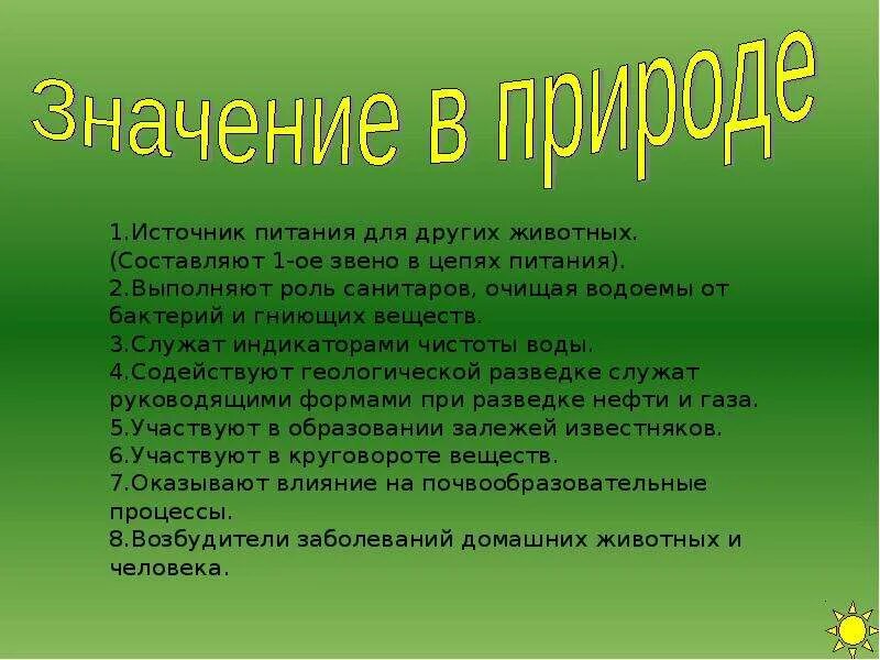 Главная роль в природе. Животные в природе и жизни человека. Значение амебы в природе и жизни человека. Значение амёбыв природе. Роль животных в природе.