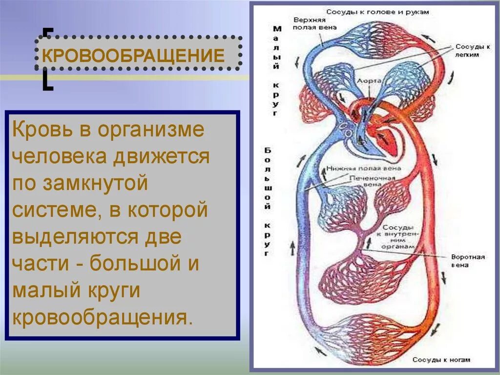 Системное кровообращение