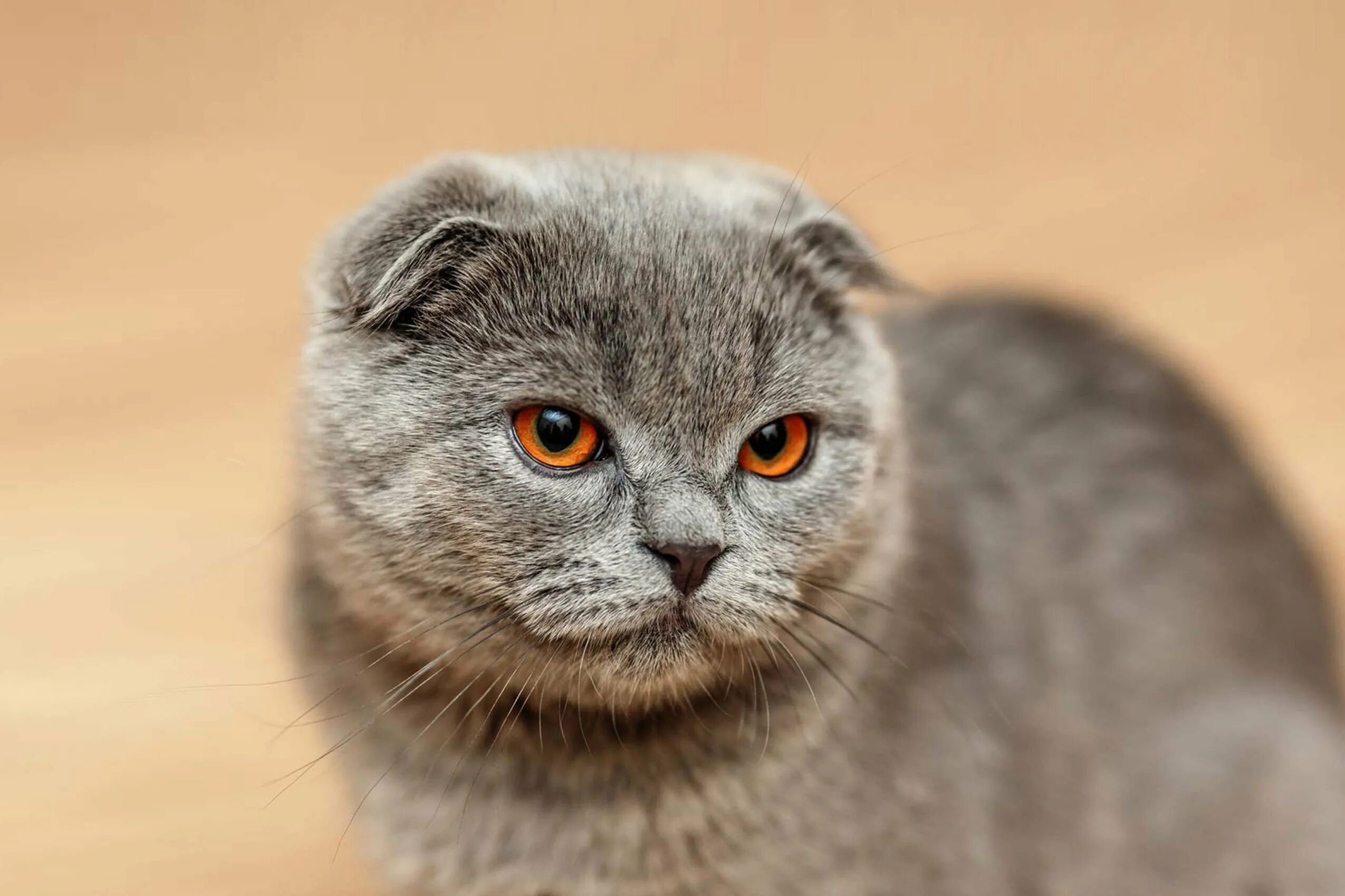 Как выглядят вислоухие коты