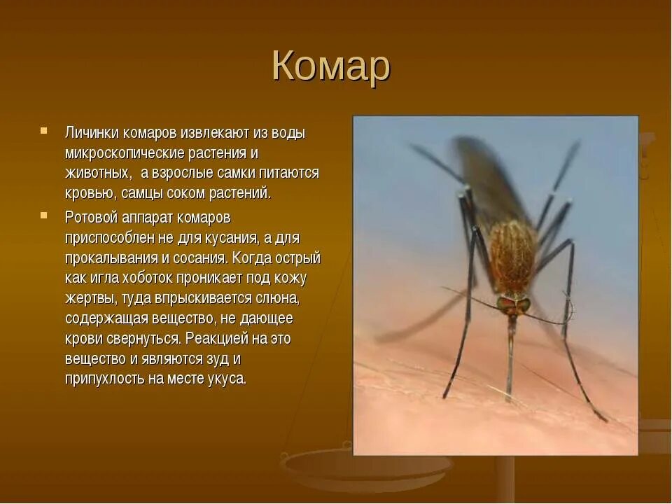 Приспособление у комаров. Комар приспособление к среде. Комар среда обитания. Какие насекомые питаются комарами.
