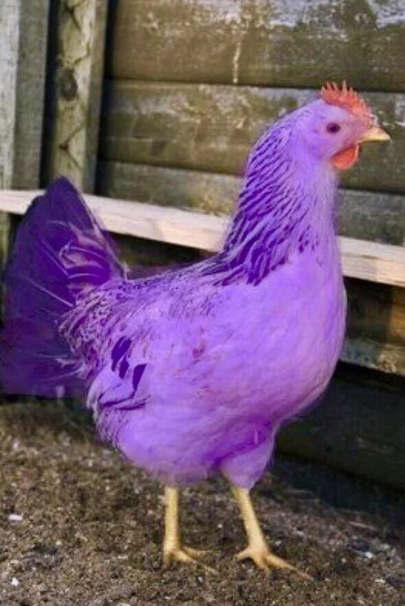 Петух аям цемани. Разноцветные цыплята. Голубые куры. Китайская шелковая куропатчатая. Голубые цыплята.