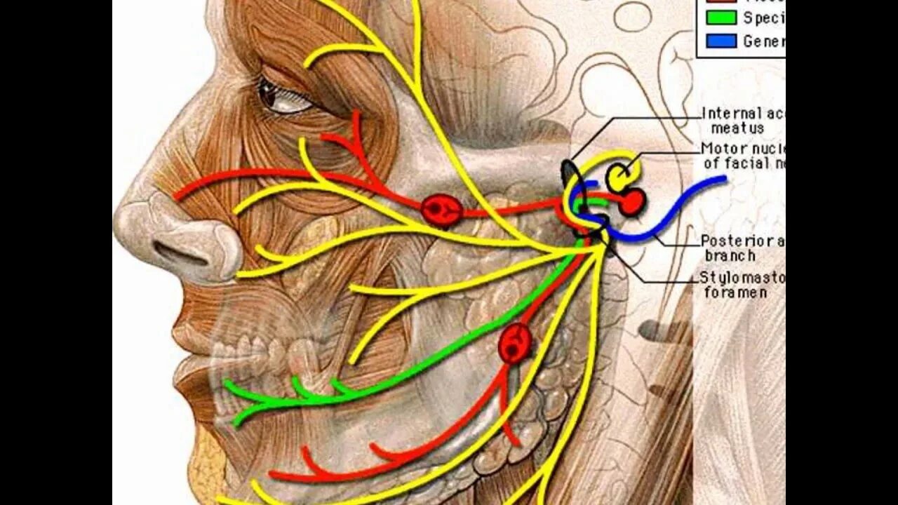 Карта лицевых нервов. Иннервация тройничного нерва. Глазной нерв тройничного нерва. Nervus infraorbitalis. Лицевой нерв и тройничный нерв.