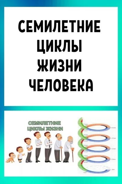 Семилетние циклы жизни. Цикл жизни человека. Семилетние циклы человека. Семилетний жизненный цикл человека. Семилетние циклы в жизни.