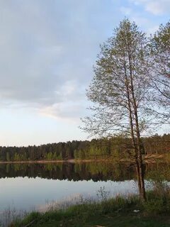 Оз владимирское