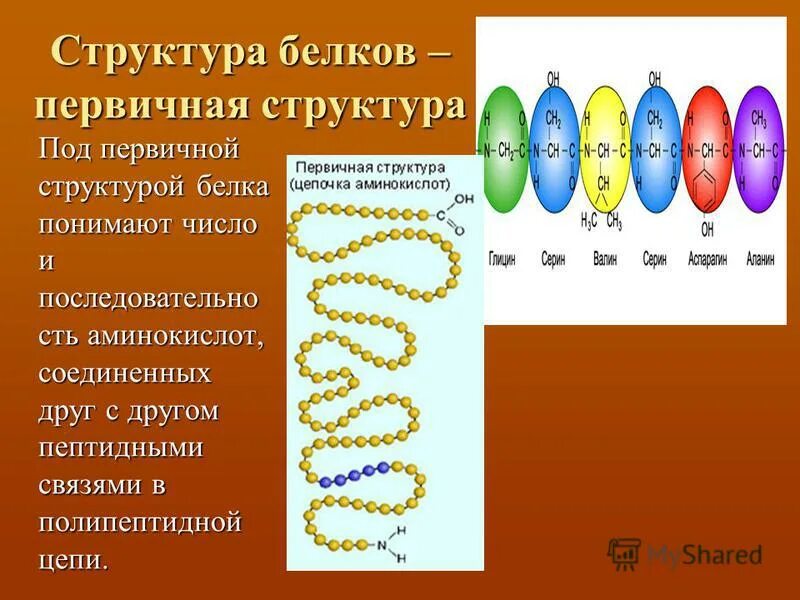 Какие связи есть в белке первичная