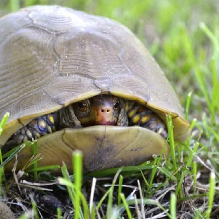Черепашка прячется в панцирь. Спрятаться в панцирь. Краснобрюхая короткошейная черепаха. Панцирь черепашки. Панцирь черепахи.