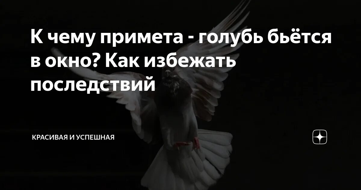 Врезалась птица и улетела к чему. Примета голубь ударился в окно. Приметы про голубей. Приметы если голубь ударился в окно. Голубь ударился в окно и улетел примета.