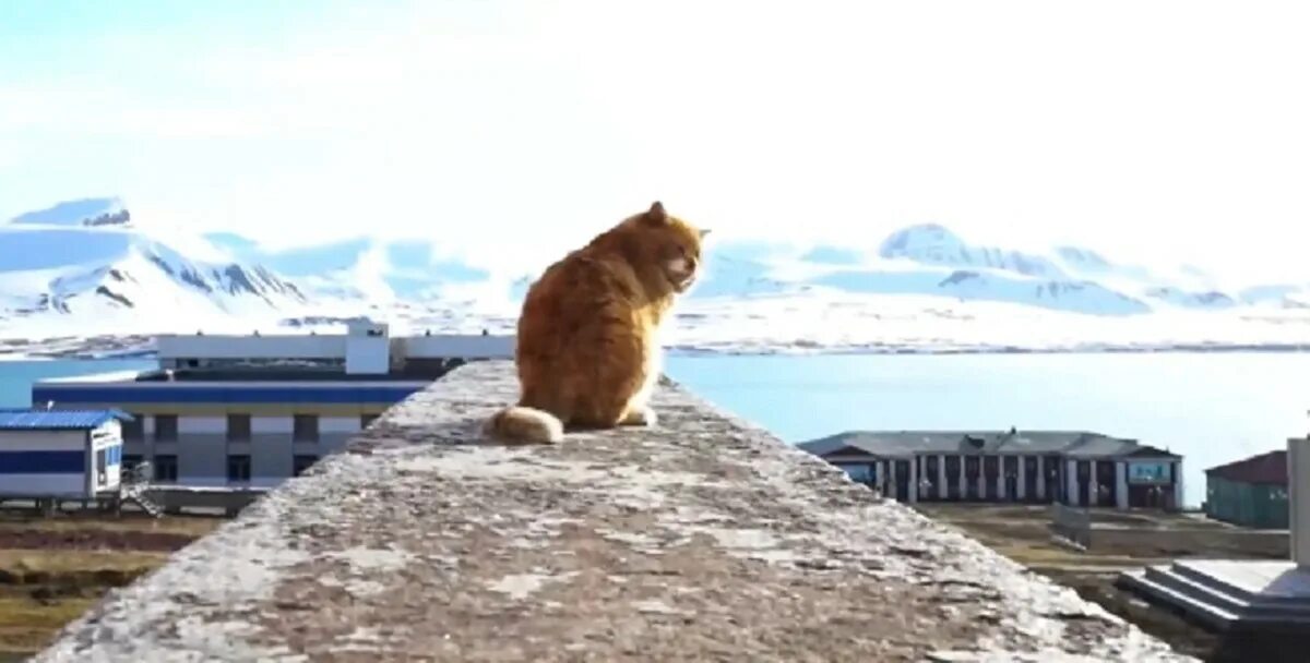 Почему на шпицбергене запрещены кошки. Кот кеша со шпицбергена. баренцбург кот кеша. кот песец на шпицбергене.