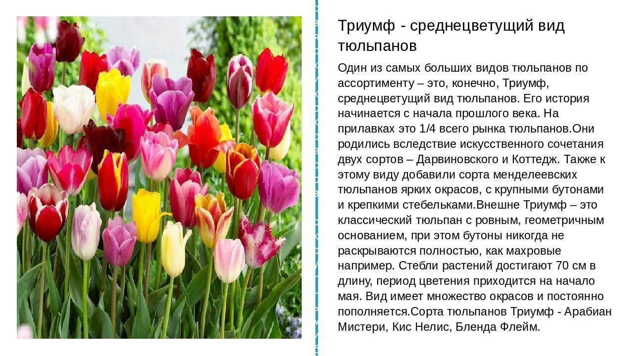 Тюльпан текс. Описание тюльпана. Описание цветка тюльпана. Сообщение о тюльпане. Юльпанописание растения.