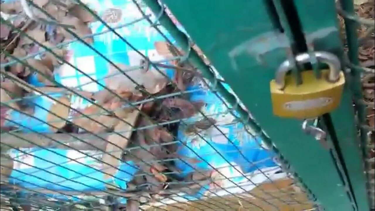 Как защитить видео