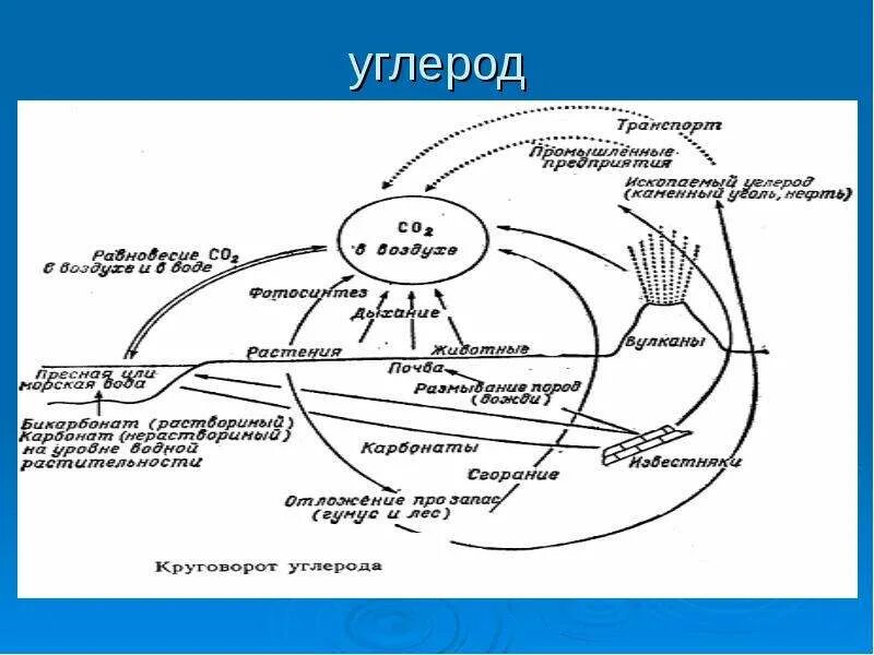 Содержание углерода в земле. Схема круговорота углерода. круговорот углерода в биосфере схема. упрощенная схема круговорота углерода. схема углерода в природе.