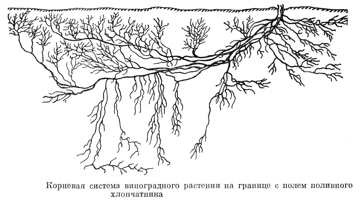 Корневые схемы винограда. Корневая система винограда схема. Строение корневой системы винограда. Корневая система виноградной лозы.