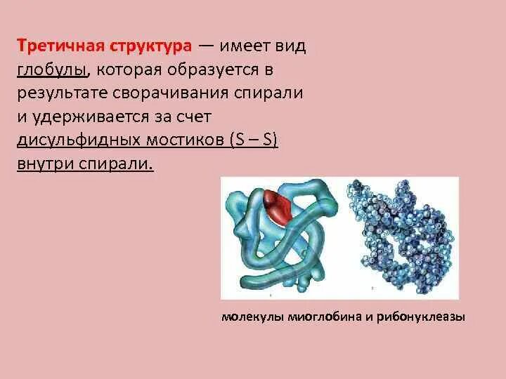 Форма глобулы белка. Третичная структура белка глобула. Третичная структура миоглобина. Имеет вид глобулы. Глобула строение.