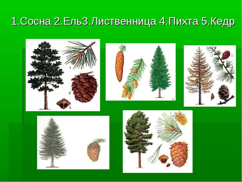 Ели пихты лиственницы сосны