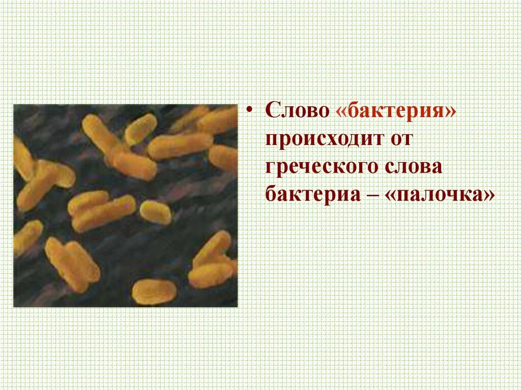 Значение слова бактерии. Бактерии слово. определение слова бактерии. как переводится слово бактерия. бактерии от греческого.