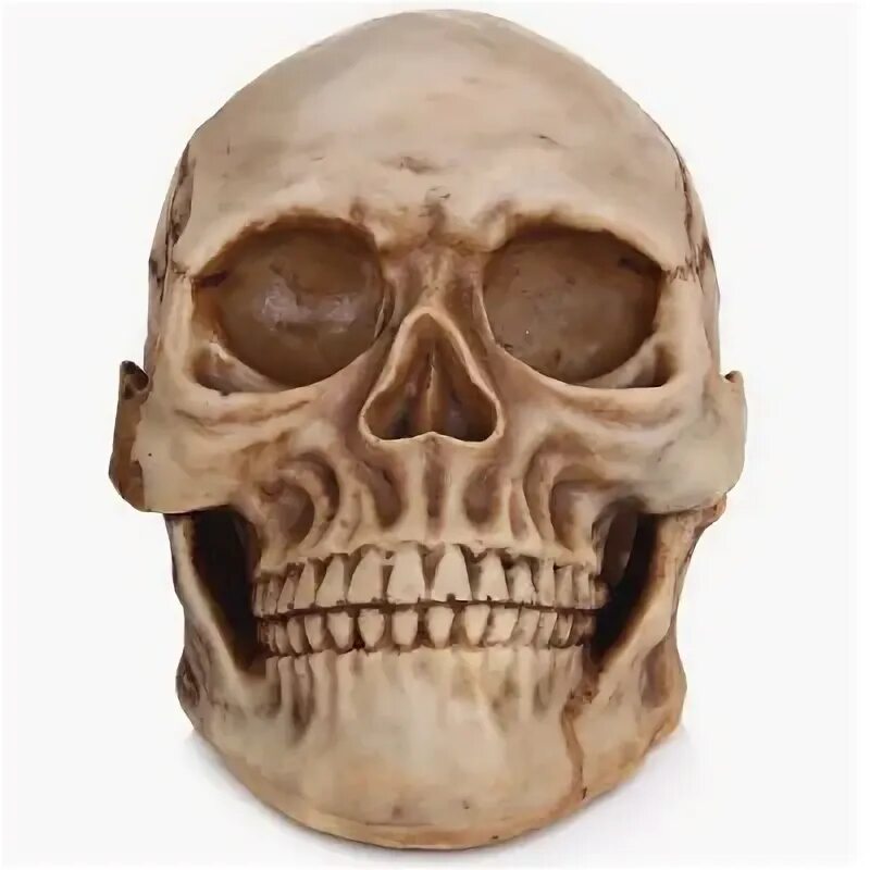 Череп тату эскиз. Череп с чем то. Череп с чем то. Тату череп. Изображение черепа.