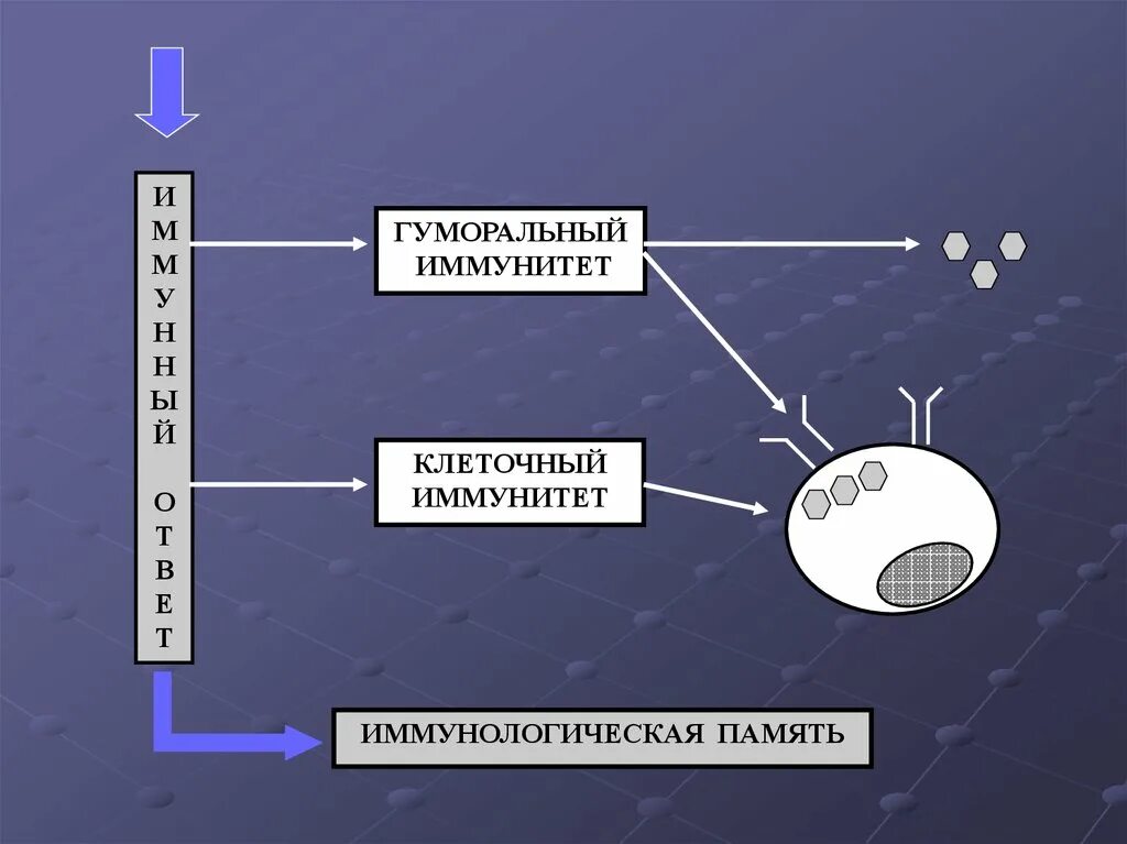 Иммунная резистентность. Естественная резистентность. Оценка факторов естественной резистентности иммунология. Естественная резистентность организма иммунология. Резистентность иммунология.